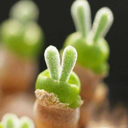 🐇Rabbit Succulent Seeds
