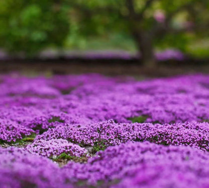 🎁2025 Special Offer 🍃Creeping Thyme Homegrown Seeds