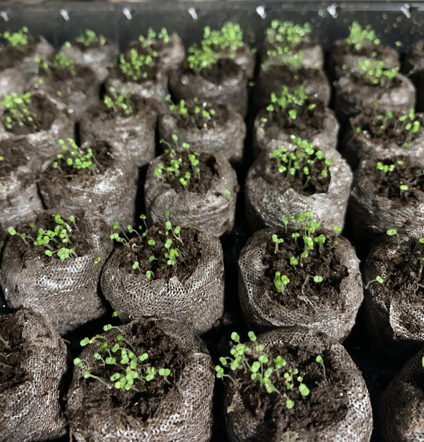 🎁2025 Special Offer 🍃Creeping Thyme Homegrown Seeds