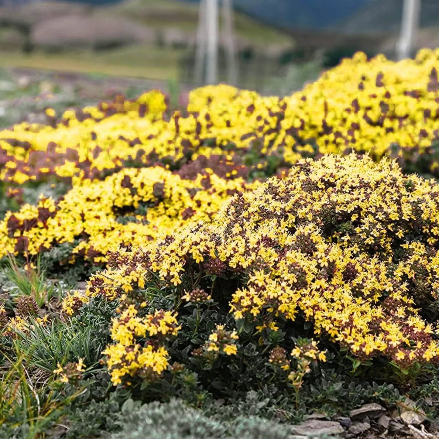 🎁2025 Special Offer 🍃Creeping Thyme Homegrown Seeds