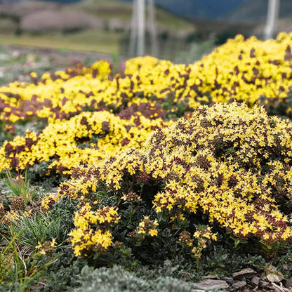🎁2025 Special Offer 🍃Creeping Thyme Homegrown Seeds
