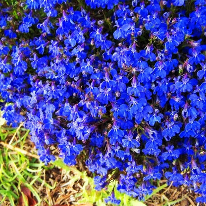 🎁2025 Special Offer 🍃Creeping Thyme Homegrown Seeds