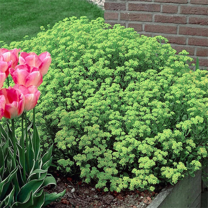 🎁2025 Special Offer 🍃Creeping Thyme Homegrown Seeds