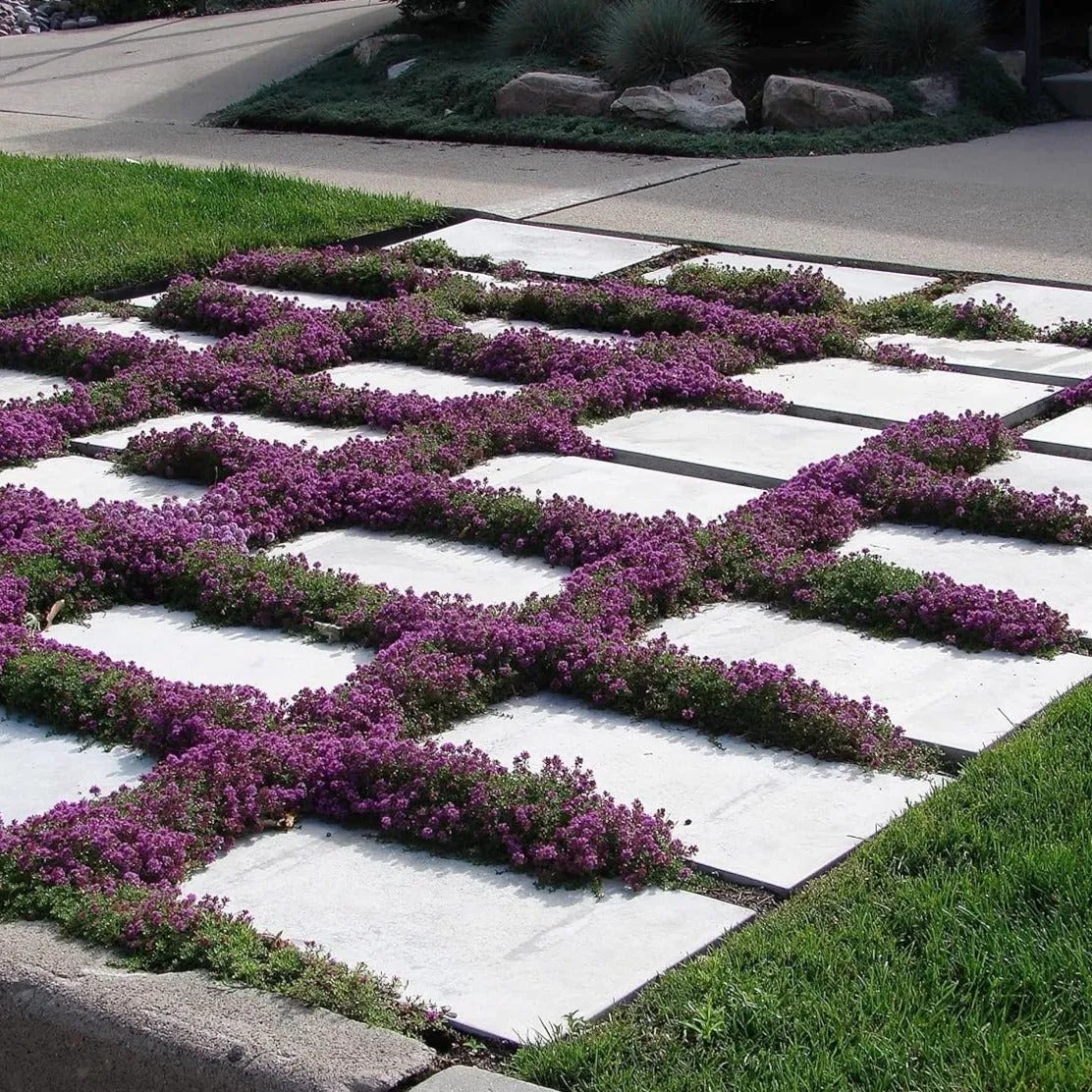 🎁2025 Special Offer 🍃Creeping Thyme Homegrown Seeds