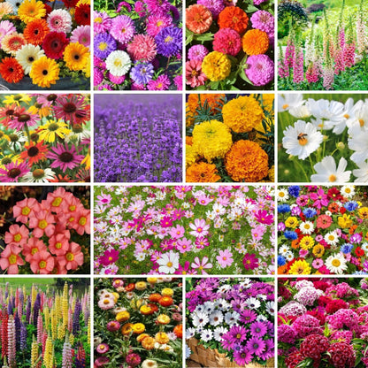 🔥Hot Sale🎉Mixed Perennial Wild Flowers Seeds(Over 60 kinds mixed)