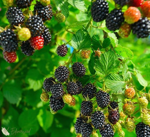 Sweet Giant Blackberry Seeds